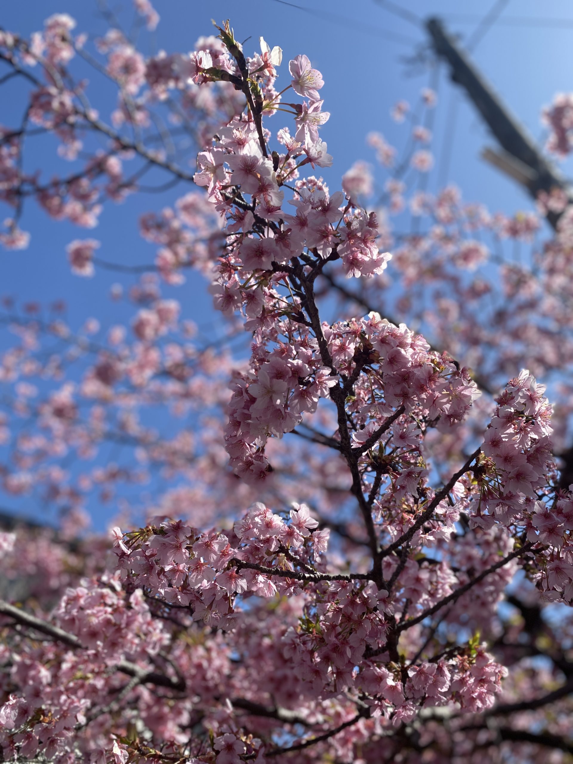 sakura_photo_japan_Yukichiyama